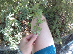 Crataegus microphylla