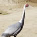 White-naped Crane - Photo (c) Just chaos, some rights reserved (CC BY)