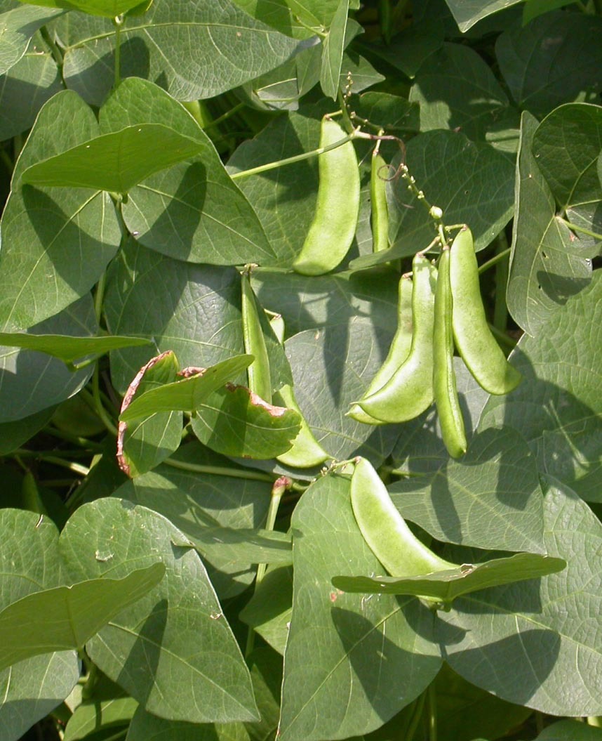 Phaseolus