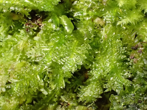 Exsertotheca crispa observed 2026-10-24