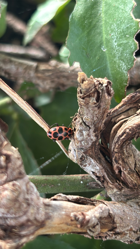 Spotted Pink Lady Beetle