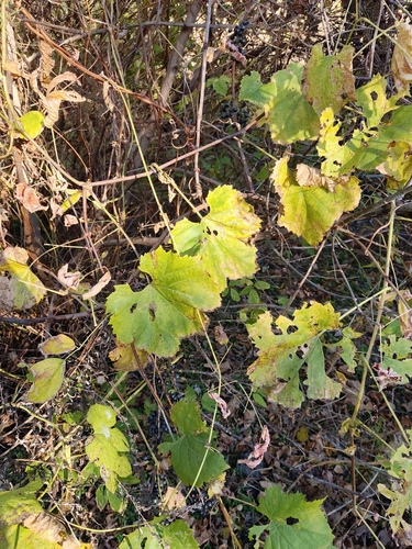 Vitis vinifera observed 2026-10-25