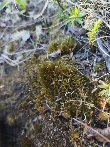 Ditrichum punctulatum observed 2026-10-25