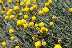 Pycnosorus chrysanthus