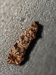 Phaecasiophora niveiguttana