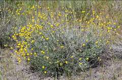 Pycnosorus chrysanthus
