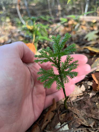 Dendrolycopodium obscurum observed 2026-10-25