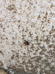 Pyrrhocoris apterus