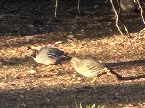 Gambel's Quail