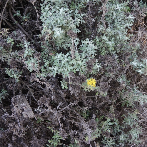 Eriophyllum staechadifolium, 2026-10-24