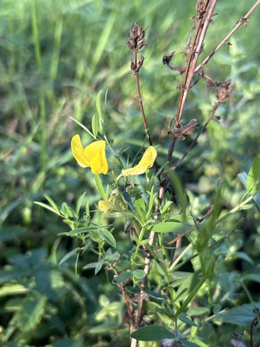 Lathyrus pratensis observed 2026-10-25