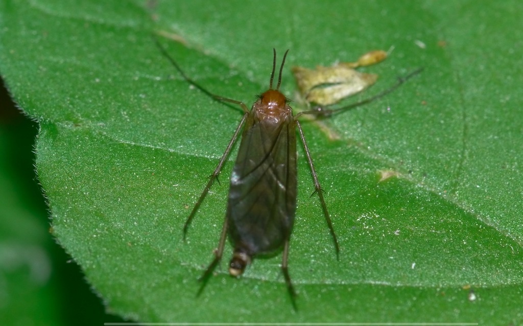 Symmerus annulatus