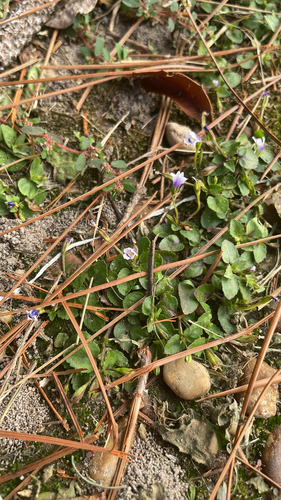 Torenia crustacea observed 2026-10-25