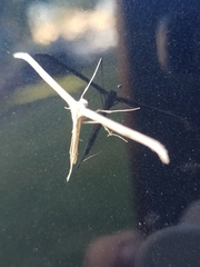 Hellinsia homodactylus