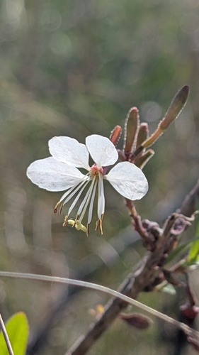 Oenothera filiformis, 2026-10-25