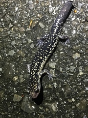 Plethodon aureolus