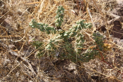 Cylindropuntia fulgida