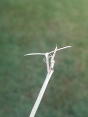 Hellinsia homodactylus