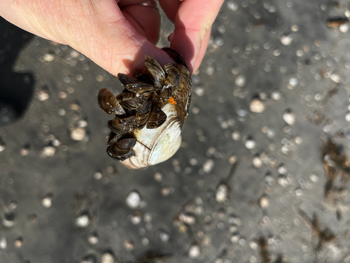 Dreissena polymorpha, 2026-10-25
