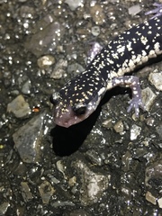 Plethodon aureolus