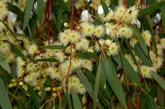Eucalyptus leucoxylon stephaniae