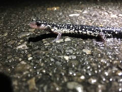 Plethodon aureolus