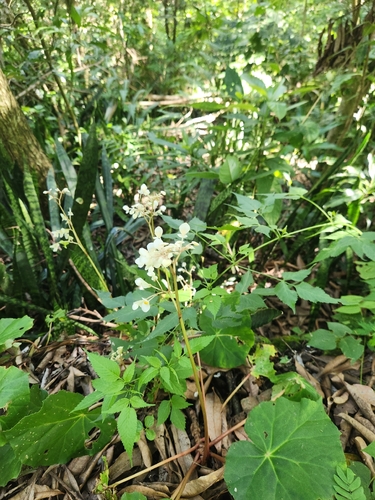 Begonia observed 2026-10-25