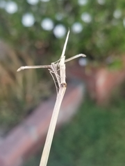 Hellinsia homodactylus