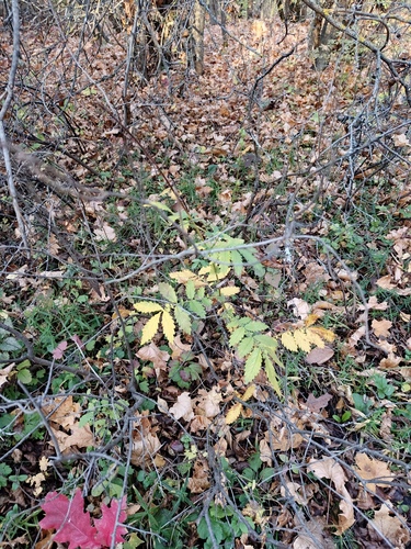 Agrimonia eupatoria observed 2026-10-25