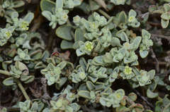 Chenopodium desertorum microphyllum