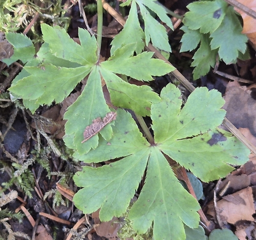 Sanicula europaea observed 2026-10-17