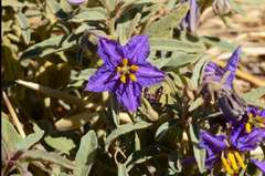 Solanum esuriale