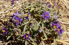 Solanum esuriale