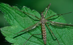Epiphragma ocellare