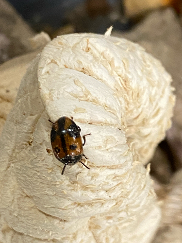 Diaperis maculata, 2026-10-24