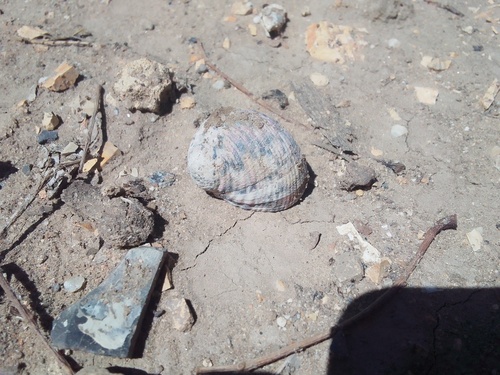 Nerita versicolor observed 2026-10-21