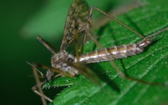 Epiphragma ocellare