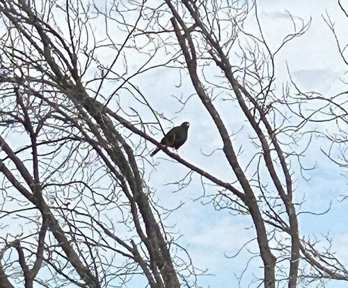 Parabuteo unicinctus