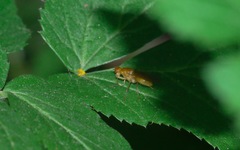 Psila fimetaria
