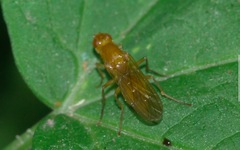 Psila fimetaria