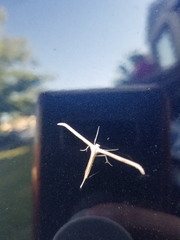 Hellinsia homodactylus