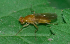 Psila fimetaria