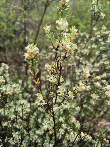 Brachyloma daphnoides observed 2026-10-25