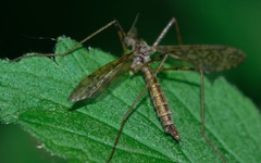 Epiphragma ocellare