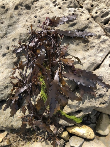 Landsburgia quercifolia, 2026-10-01
