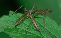 Epiphragma ocellare