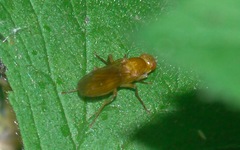 Psila fimetaria