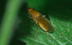 Psila fimetaria