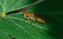 Psila fimetaria