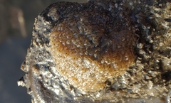 Entoprocta